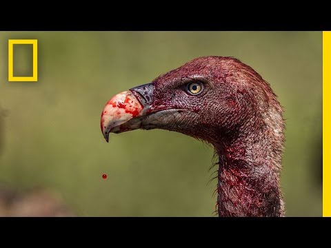 Vultures - Photographing the Antiheroes of Our Ecosystems | Exposure