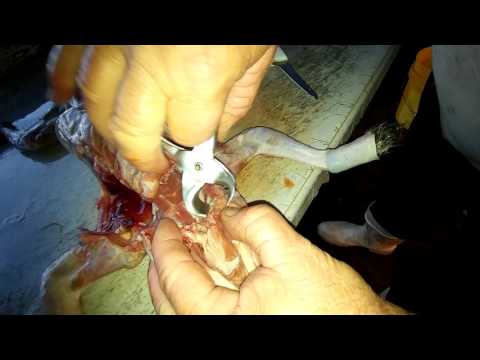 How to de gland a raccoon - YouTube