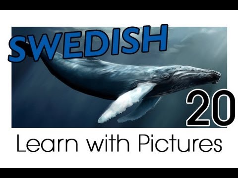 Learn Swedish Vocabulary with Pictures - Marine Animals
