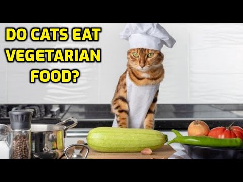 Can A Cat Survive On A Vegetarian Diet?