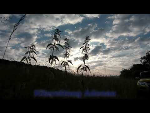 Suchhunde und Kitzrettung Adenau am Nürburgring e.V.