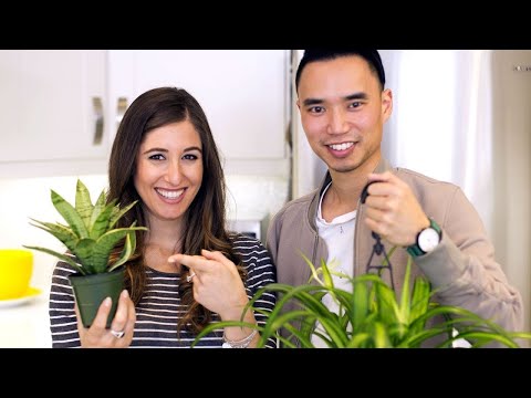 How to care for indoor houseplants (feat. house plant journa...