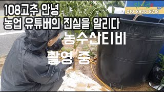 얼마전에 농수산티비에서 촬영했어요 장마기 고추 아직은 탄저병도 없고 잘 크고 있어요 루핸스, 아…