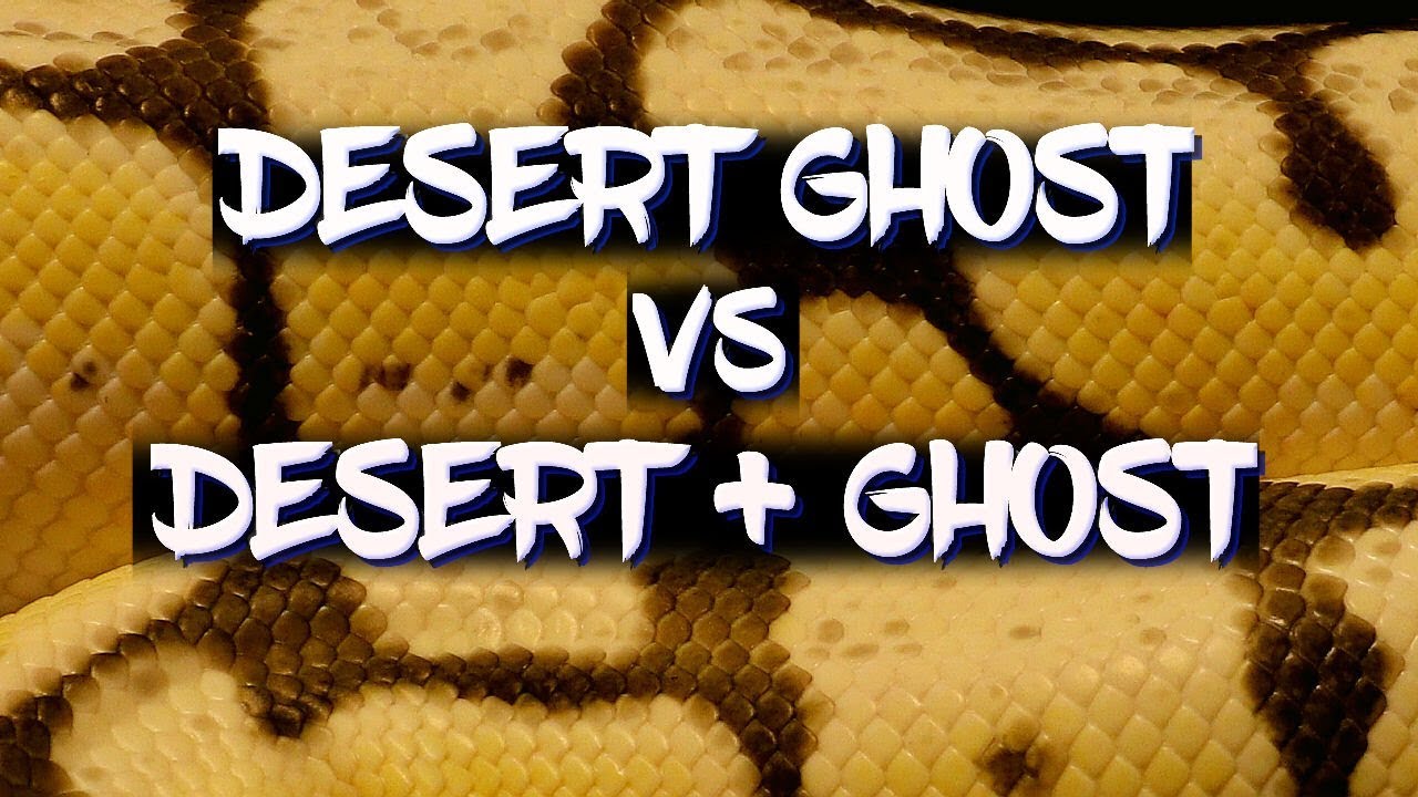 The 'Desert Ghost' vs the 'Desert' + 'Ghost' Ball Python