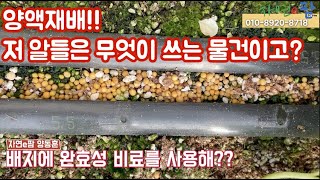 양앵재배에 완효성비료를 쓰는 기술이 있다고??? 수확량 과품질이 더 좋아지나?? 실 경험자의 사용후기 듣고가…