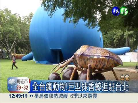 尬上黃色小鴨! 巨型抹香鯨來了