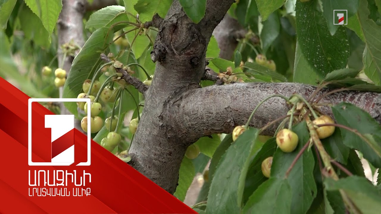 Պետությունը կարկտից տուժած համայնքներին բազմակոմպոնենտ աջակցություն կցուցաբերի