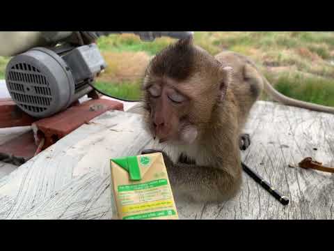 Surprised by Grandma Huong's improved health, Nahu monkey affectionately played beside her.