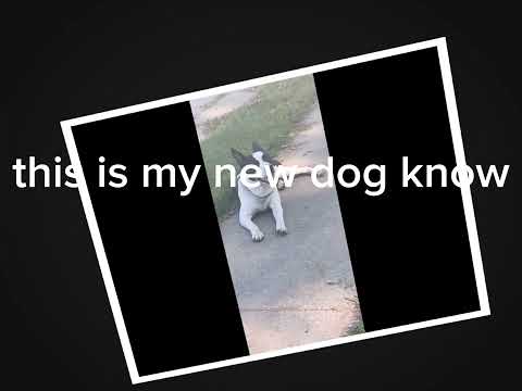 The dogs name was bane love you bane 😔