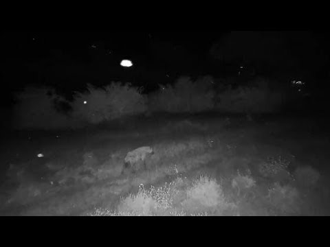 Djuma: Lone Hyena with nose to ground sniffing - 02:25 - 03/21/20