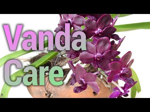 Vanda Growing Practices For The Windowsill