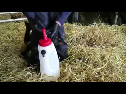 Farmer know how – tube a calf