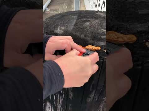 フランスにおける有毒キノコとは何ですか?またその見分け方は?選ぶときはこの7種に注目！  庭園