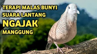 Download lagu Perkutut Lokal Gacor Suara Super Kristal - Pancingan Malas Bunyi (99%AMPUH BANGET) mp3 Download lagu Perkutut Lokal Gacor Suara Super Kristal - Pancingan Malas Bunyi (99%AMPUH BANGET) mp3
