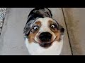 These Dogs Will Break Your Laugh Meter Funny Dog Videos 2025