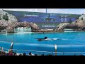 Orca Encounter Breaches Swim 4K SeaWorld San Diego August 22nd 2021