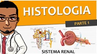 Sistema Excretor / Renal / Urinário 02 - Histologia dos Rins P1 (Néfrons)