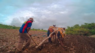 Mi Pueblo querido  / los tigres del norte