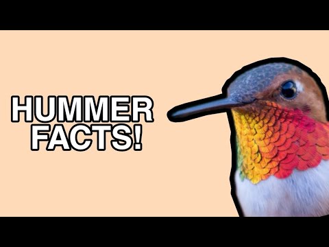 Rufous Hummingbird Facts - Birdwatching Info