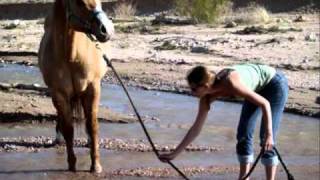 George Harrison - Horse to the Water