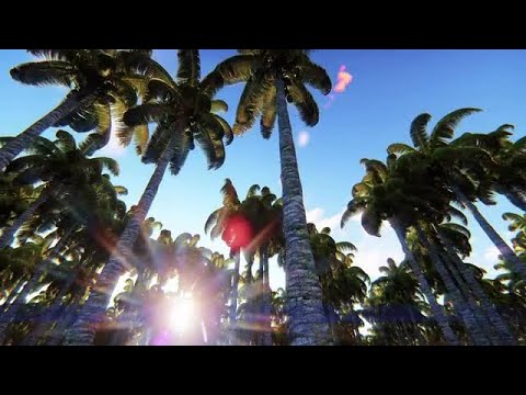 Palm Trees At Sunrise Stock Motion Graphics