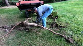 Removing Tree Roots.