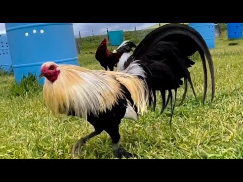 California Beautiful Birds Asil Yellow Leg Grey Penny Hatch Cowan Dan Gray Savagedena Farm Visit