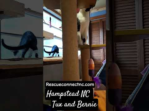 TUX, an adoptable Domestic Short Hair in Wilmington, NC_image-1