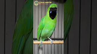 Download lagu CUCAK IJO BANYUWANGI SUKANYA NGEROLL #shorts mp3