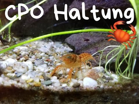 Orange dwarf crayfish introduction and care