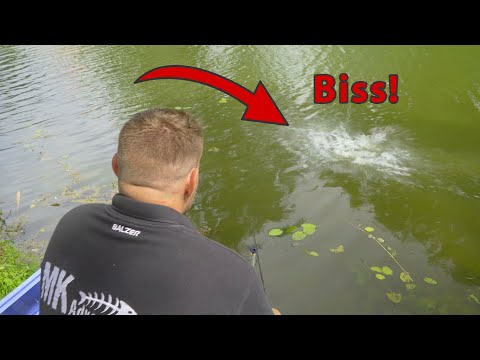 Spectacular live bite while method feeding for carp | The water is boiling