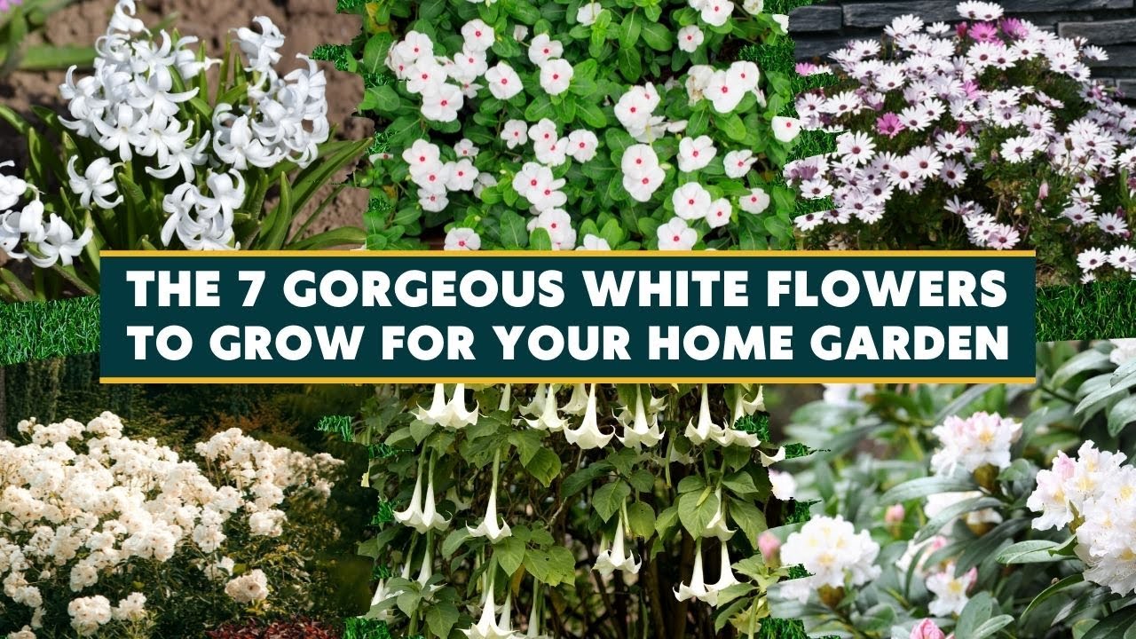 7 Gorgeous White Flowers to Grow for Your Home Garden 🌺🌹