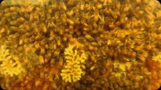 preview picture of video 'Bees at Stuckey Farm, Sheridan, IN'