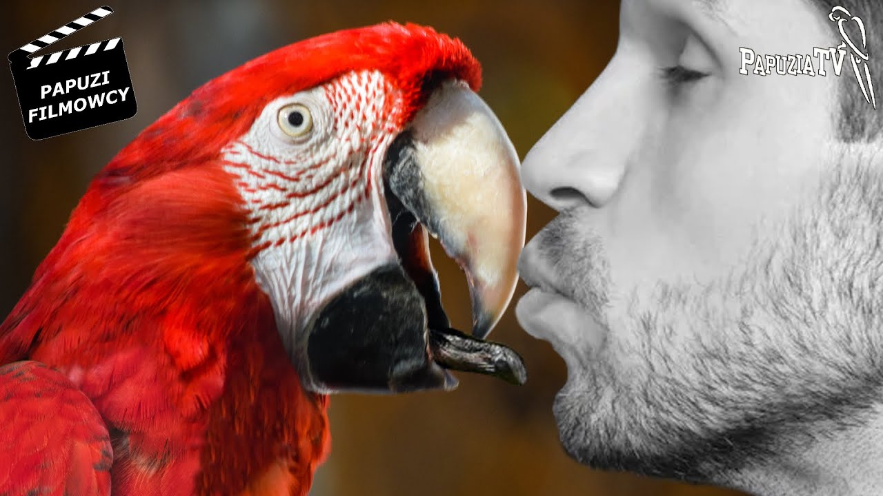 Does this macaw kiss with tongue?