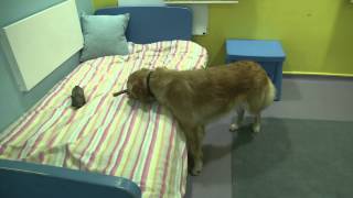 preview picture of video 'ROYVON DOG HOTEL - Merthyr Tydfil South Wales | Cardiff'