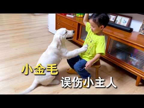 小金毛几次扑倒小主人，小主人对牠的态度却是这样...