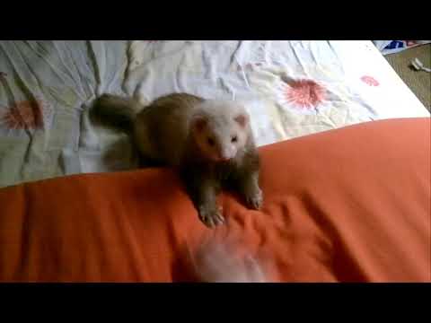 Homage to the Ferret