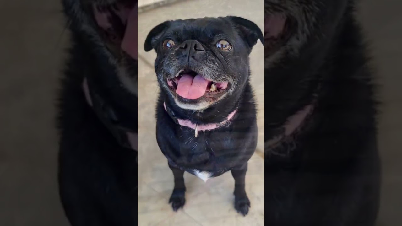 Enlarge Alamo and Margo, a Adoptable mixed breed in Chicago, IL video 2/6