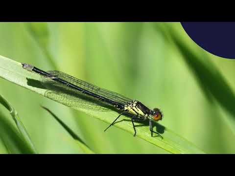 Le temps des libellules | Les naïades
