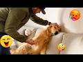I Wanted A Dog But God Gave Me A Comedian TOP Funny Dog Videos 2026 43