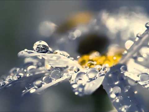 Pois o necessitado não será para sempre esquecido - C. H. Spurgeon - Devocional 19