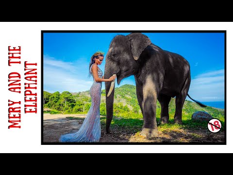 WATER FOR ELEPHANTS! ВОДЫ СЛОНАМ! inspiring photoshoots in magical PHUKET, Thailand