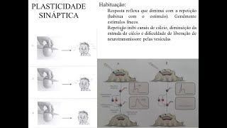 NEUROPLASTICIDADE