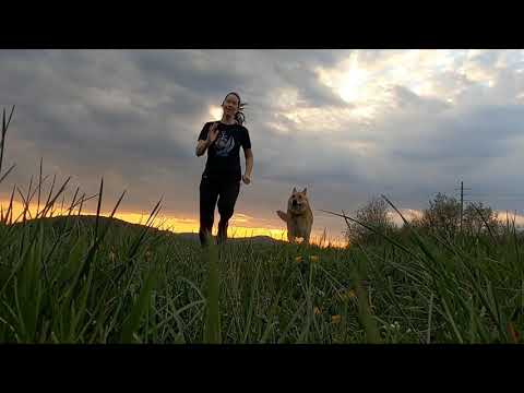 |dogs| |ashiyana mera| |salman khan|