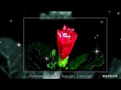 Andreea Petcu   I love you, I miss you