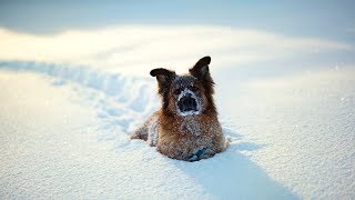 Funny Dogs Discovering Snow 2017 [NEW] gameplay video by cmuch, 3:32 duration