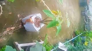 ছাদ বাগানের একটি ভিডিও।