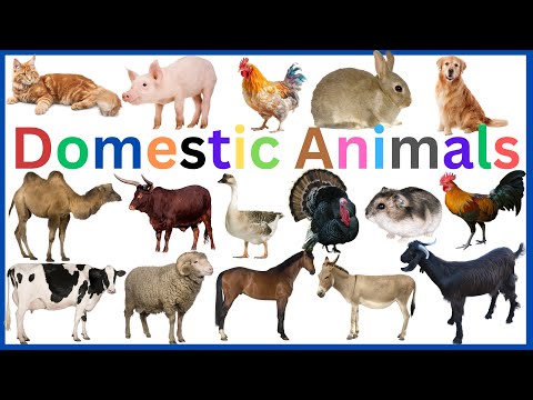 Domestic Animals Vocabulary || Learn 33 Essential Domestic Animals