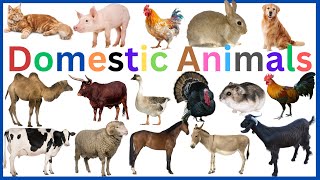 Domestic Animals Vocabulary || Learn 33 Essential Domestic Animals