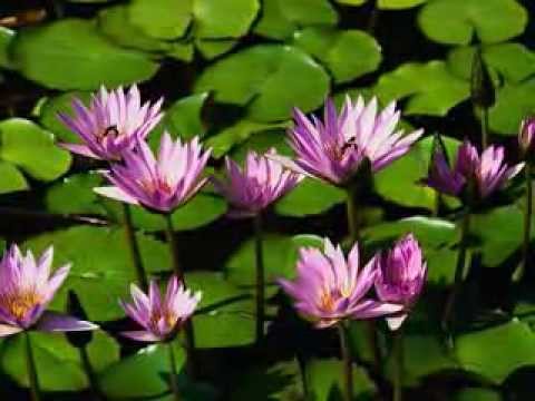 De cand Domnul ma gasit Vasile Micula